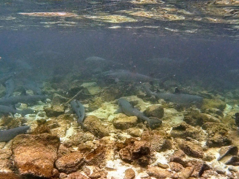 2017_0818_130844_039766802696-2